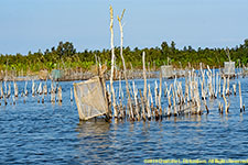 fish traps