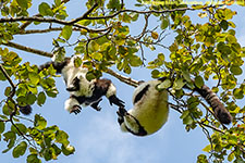 ruffed lemurs