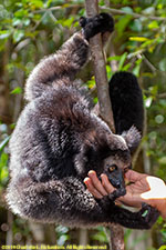 feeding an indri