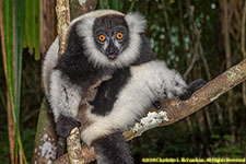 ruffed lemur