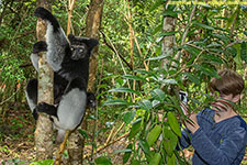 tourist with indri and baby