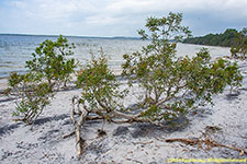 beach vegetation