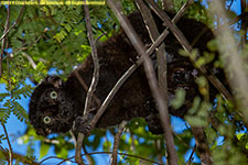 male lemur