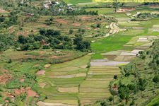 view of rice paddies