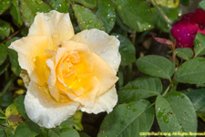 yellow rose