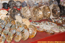 ammonites