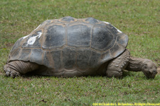 Aldabra tortoise