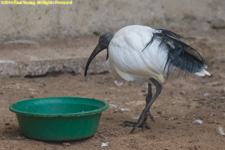 sacred ibis