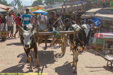 ox cart