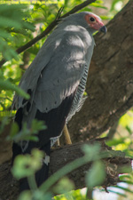 harrier-hawk