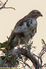 buzzard