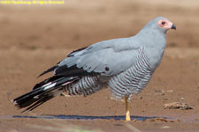 harrier-hawk