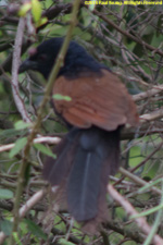 coucal