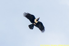 pied crow