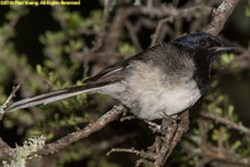 cuckooshrike