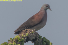 turtle dove