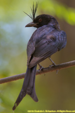 drongo