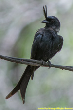 drongo