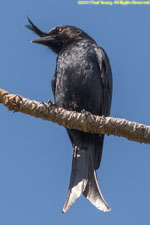 drongo