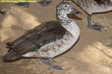 female duck