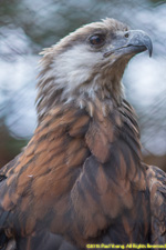 fish eagle