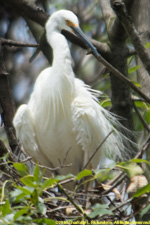 egret