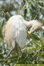 egret