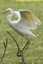 egret