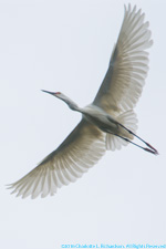 egret in flight