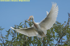 egret