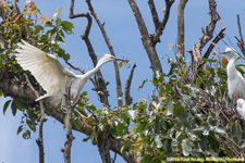 egrets