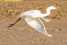 egret