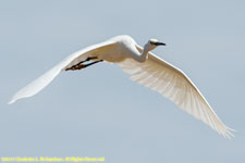 egret