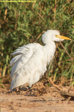 egret