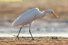 egret