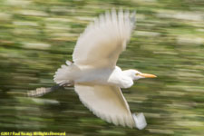 egret