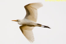 egret