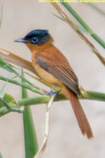 flycatcher