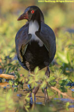 gallinule