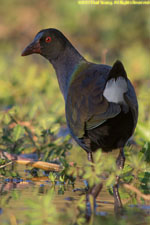 gallinule