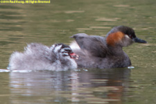 grebes