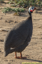 guineafowl