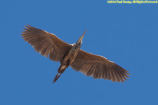 purple heron in flight