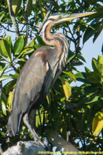 heron