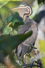 purple heron