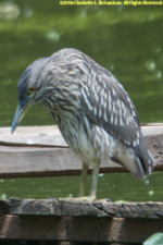 juvenile heron