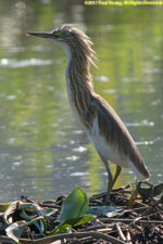 heron