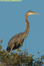 heron