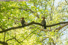 hoopoes