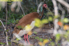 crested ibis